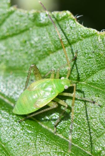 Adelphocoris lineolatus